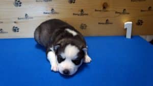 husky puppy for sale