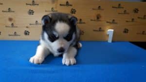 male husky puppy