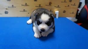 grey and white husky puppy