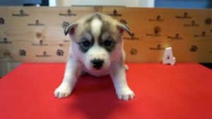 Siberian husky puppy for sale