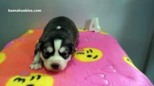 black and white husky