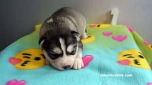 male husky puppy