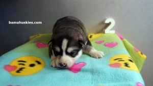 black and white husky