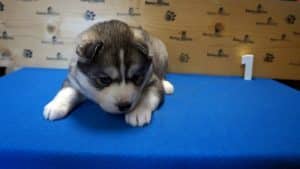 Grey husky male puppy for sale
