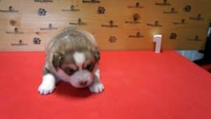 red and white female husky puppy