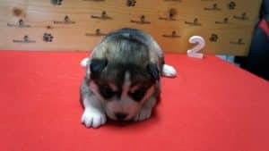 grey and white husky puppy