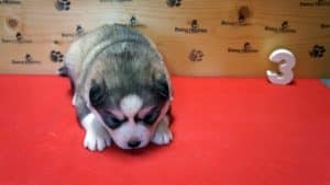 grey and white husky puppy