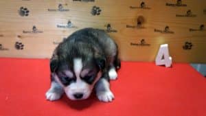 grey and white husky puppy
