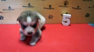 red and white female husky puppy