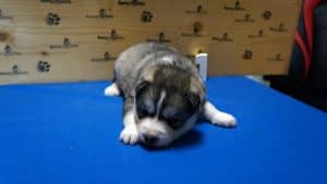grey and white husky puppy