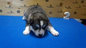 grey and white husky puppy