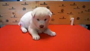white husky puppy