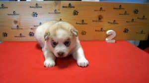 red and white husky puppy