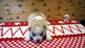 Siberian husky puppy