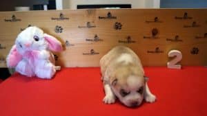 red and white female husky puppy