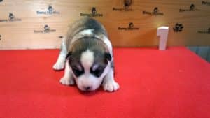 Grey and white female husky puppy