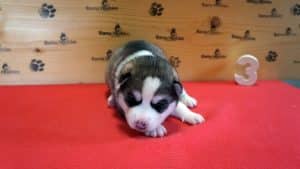 black and white female husky puppy