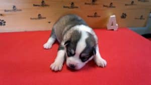 Grey and white female husky puppy