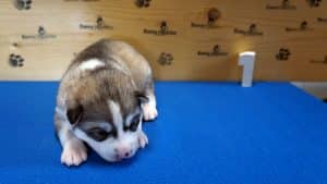 Grey husky male puppy for sale