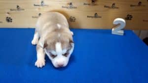 red husky puppy for sale