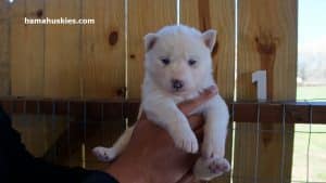 white husky puppy