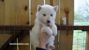 white husky puppy