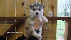 grey husky puppy
