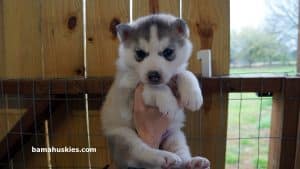 grey husky male puppy