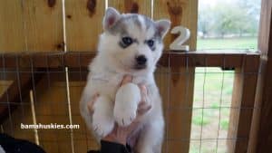 husky puppy for sale