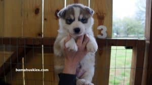 siberian husky puppy