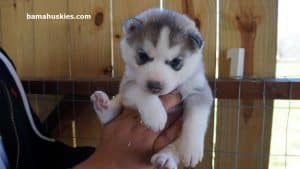 male husky puppy