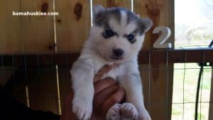 Grey husky male puppy for sale