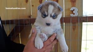 Grey husky male puppy for sale