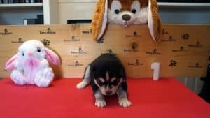 black and white female husky puppy