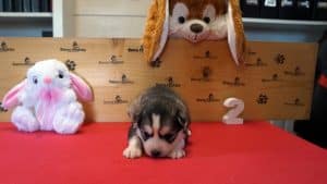 Grey and white female husky puppy