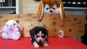 black and white female husky puppy