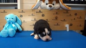 Black and white male husky puppy