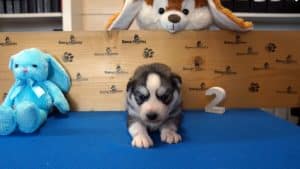 Grey husky male puppy for sale