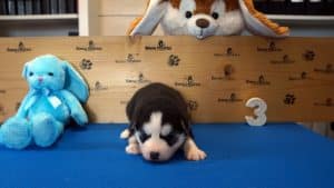 Black and white male husky puppy