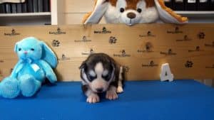 Grey husky male puppy for sale