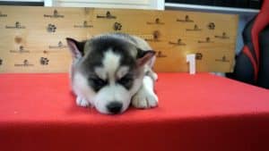 grey and white husky puppy