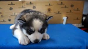 husky puppy for sale
