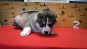 grey and white husky puppy