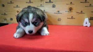 husky puppy