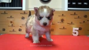 red and white husky puppy