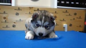grey and white make husky puppy