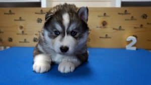 grey husky puppy