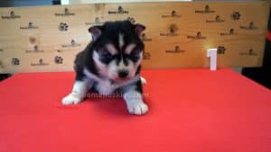 black and white female husky puppy