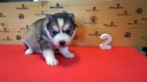 Grey and white female husky puppy