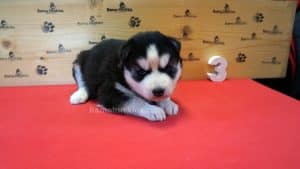 black and white female husky puppy